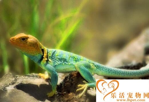 小蜥蜴吃什么 小蜥蜴比较喜欢吃生菜