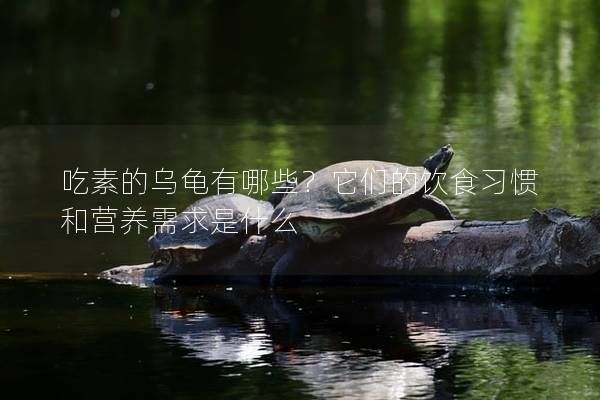 吃素的乌龟有哪些？它们的饮食习惯和营养需求是什么