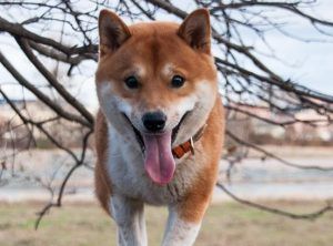 柴犬