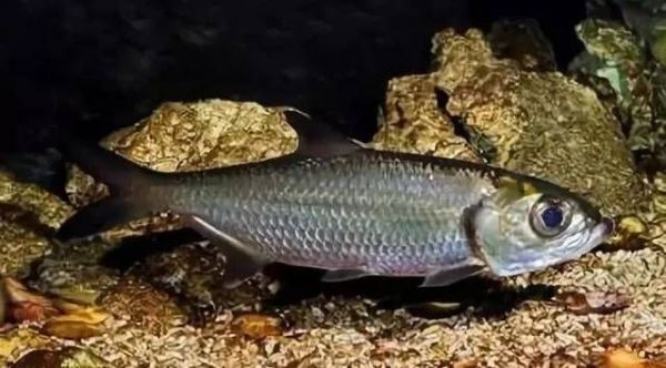 泰庞海鲢鱼饲料选择指南