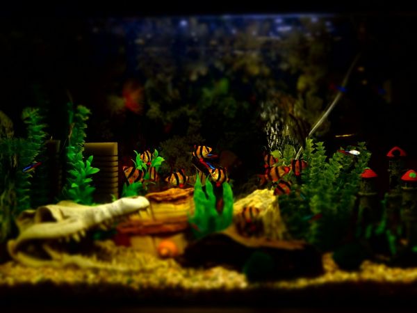 鱼缸里造景好不好（水族造景行业前景如何）