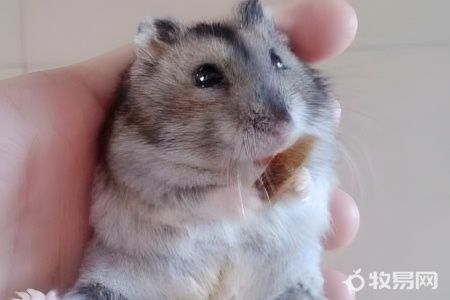 养仓鼠要买什么必需品