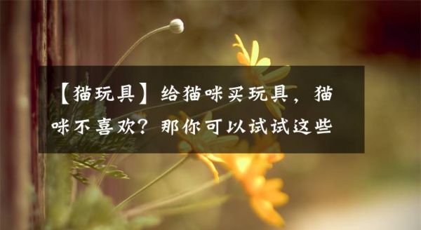 【猫玩具】给猫咪买玩具，猫咪不喜欢？那你可以试试这些
