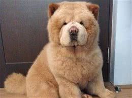 “泰迪熊”松狮犬,原来这么优秀,你真的不想养一只吗?