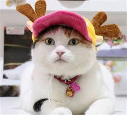 猫狗胖得可爱,但要知道肥胖是有问题的!怎么判断?该怎么办?