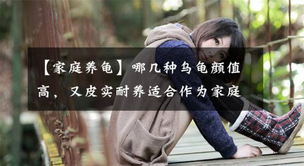 【家庭养龟】哪几种乌龟颜值高，又皮实耐养适合作为家庭宠物呢？文章配图