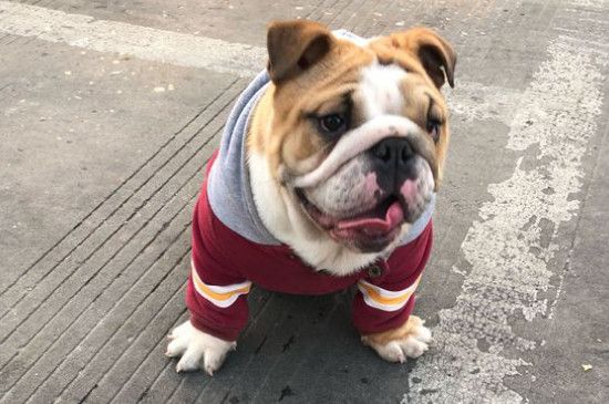 英斗吃什么能长得壮，适合英国斗牛犬增肥的食谱