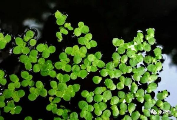 影响养鱼水体生态环境的生物因素：生物因素与鱼类养殖有着最直接的关系