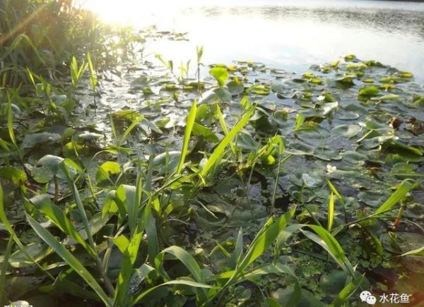 影响养鱼水体生态环境的生物因素：生物因素与鱼类养殖有着最直接的关系