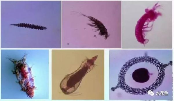 影响养鱼水体生态环境的生物因素：生物因素与鱼类养殖有着最直接的关系