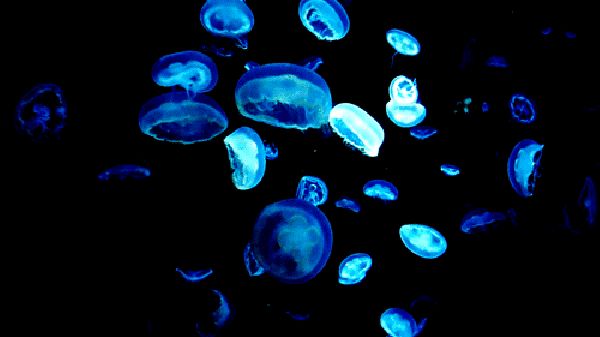 影响养鱼水体生态环境的生物因素：生物因素与鱼类养殖有着最直接的关系