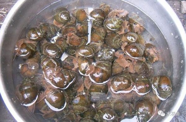 影响养鱼水体生态环境的生物因素：生物因素与鱼类养殖有着最直接的关系