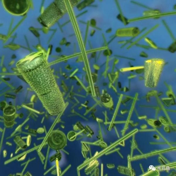 影响养鱼水体生态环境的生物因素：生物因素与鱼类养殖有着最直接的关系