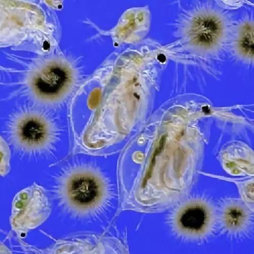 影响养鱼水体生态环境的生物因素：生物因素与鱼类养殖有着最直接的关系
