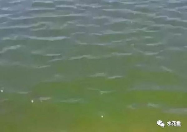 影响养鱼水体生态环境的生物因素：生物因素与鱼类养殖有着最直接的关系