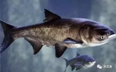影响养鱼水体生态环境的生物因素：生物因素与鱼类养殖有着最直接的关系
