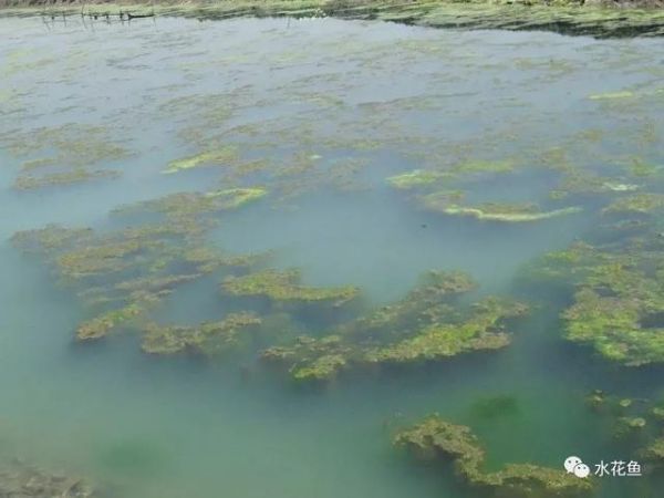 影响养鱼水体生态环境的生物因素：生物因素与鱼类养殖有着最直接的关系