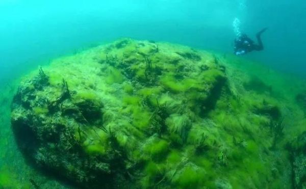影响养鱼水体生态环境的生物因素：生物因素与鱼类养殖有着最直接的关系