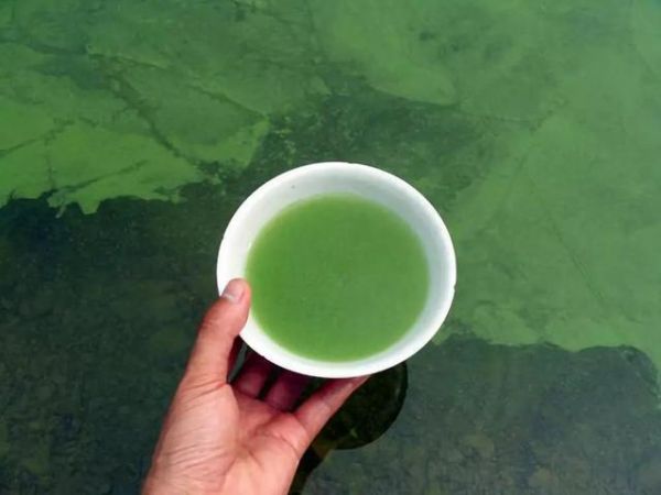 影响养鱼水体生态环境的生物因素：生物因素与鱼类养殖有着最直接的关系
