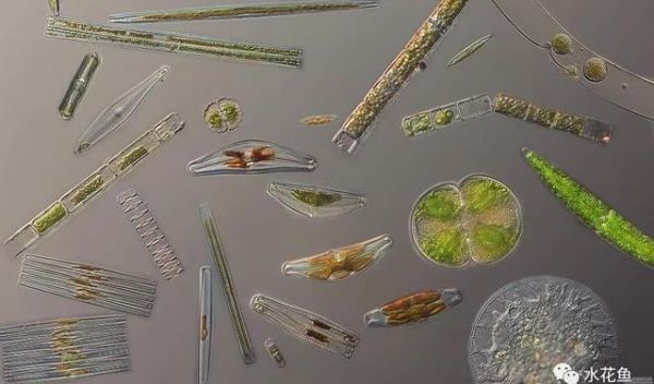 影响养鱼水体生态环境的生物因素：生物因素与鱼类养殖有着最直接的关系