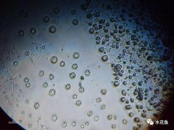 影响养鱼水体生态环境的生物因素：生物因素与鱼类养殖有着最直接的关系