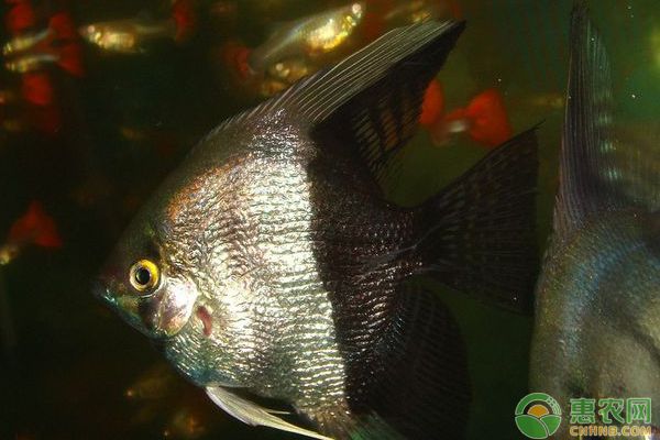 水产养殖技术：热带鱼饲养的生态环境与具体要求是什么？-图片版权归惠农网所有