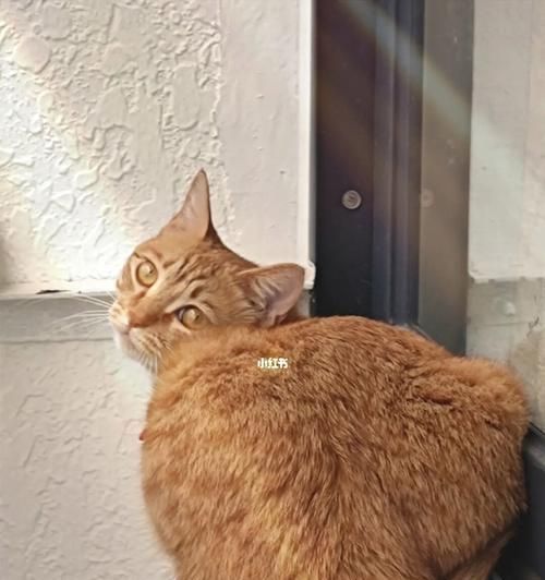 猫咪旅行必知（如何避免宠物麻烦）