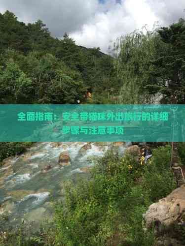 全面指南：安全带猫咪外出旅行的详细步骤与注意事项
