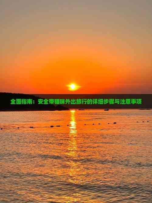 全面指南：安全带猫咪外出旅行的详细步骤与注意事项