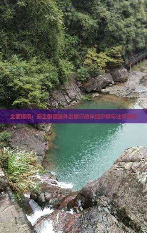 全面指南：安全带猫咪外出旅行的详细步骤与注意事项