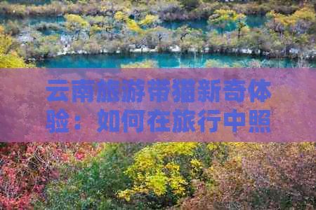 云南旅游带猫新奇体验：如何在旅行中照顾爱宠并留下美好回忆？