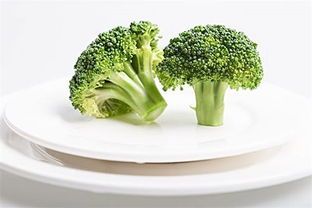 宠物饮食营养搭配指南