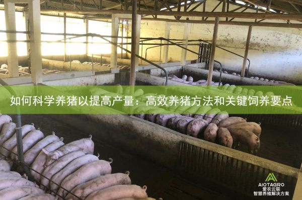 如何科学养猪以提高产量：高效养猪方法和关键饲养要点