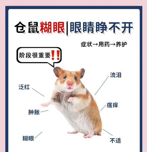 仓鼠眼睛凸出的原因是什么？如何处理？