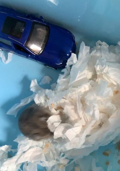 仓鼠不停吃卫生纸怎么办？怎么阻止这种行为？