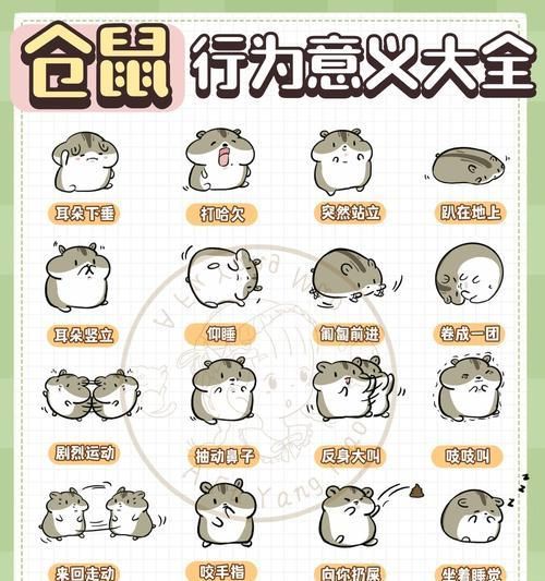 仓鼠不停吃卫生纸怎么办？怎么阻止这种行为？