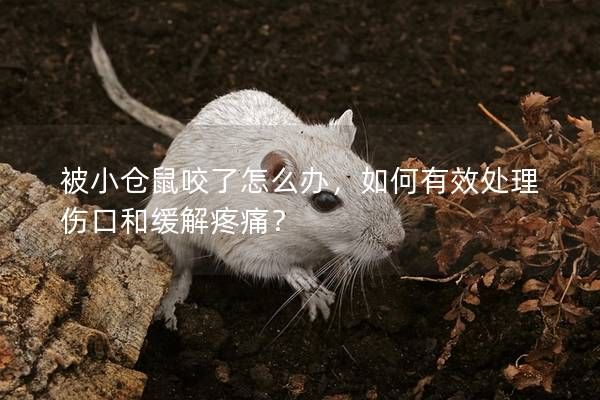 被小仓鼠咬了怎么办，如何有效处理伤口和缓解疼痛？