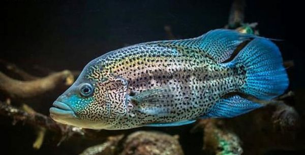 以火口鱼为宠物的饲养方法（火口鱼的喂养、水质、鱼缸、疾病防治等问题）