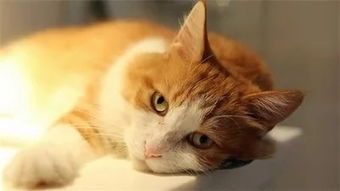 猫咪食谱,可以给猫咪煮哪些食物吃?
