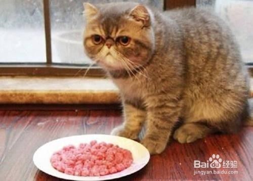 猫咪拉稀厌食,快速调理食谱推荐