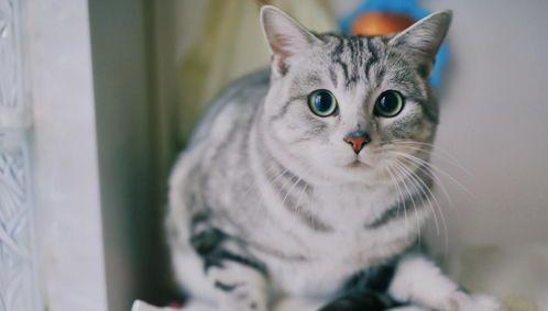 “美短猫咪,营养食谱大公开!”