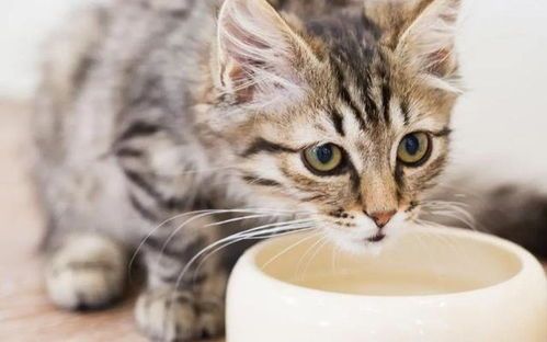 猫咪营养食谱,如何科学搭配?