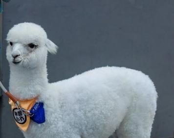羊驼的市场价格是多少？