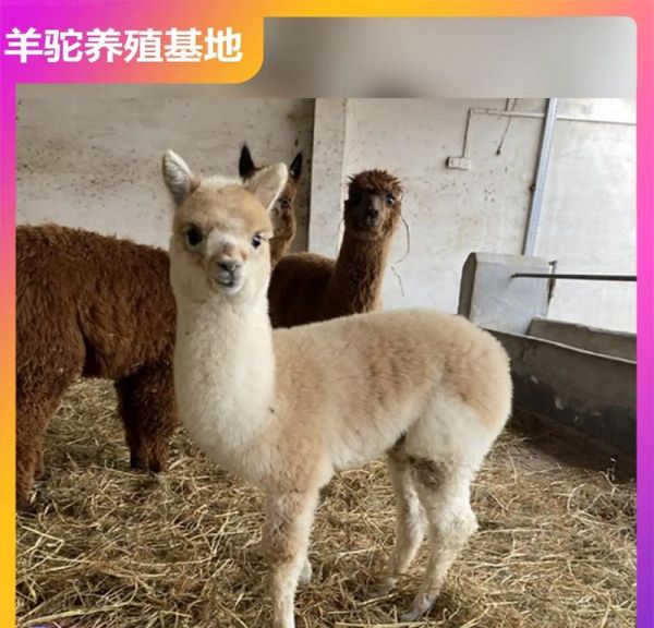 富人的宠物羊驼品种有哪些？为什么会被富人选择？