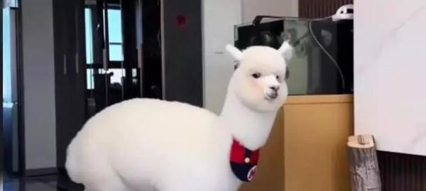 富人的宠物羊驼品种有哪些？为什么会被富人选择？