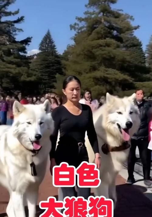 白色大狗与羊驼相似的品种是什么？