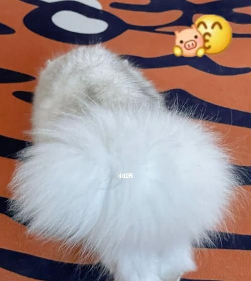 狐狸尾巴的猫——迷人的品种（探寻以尾巴像狐狸的猫咪特征）