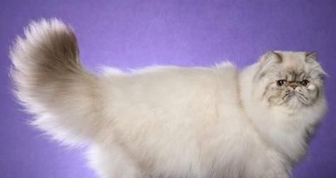 小猫的尾巴有什么特点？不同品种的小猫尾巴有何不同？