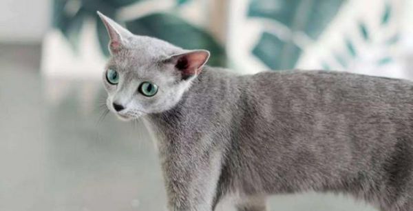 小猫的尾巴有什么特点？不同品种的小猫尾巴有何不同？