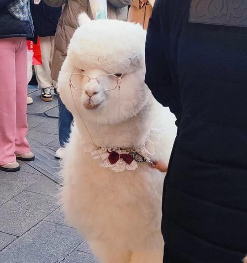 三只羊贝贝羊驼属于什么品种？